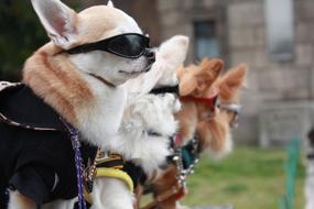 Puppy Sunglasses Fashion