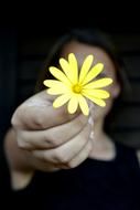 Flower Yellow Daisy