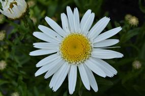 Way Flower Blossom