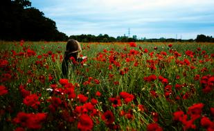landscape of Girl on meadow of red flowers