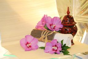 Wellness Cosmetics Beauty