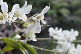 white tropical orchid