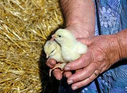 chickens in the hands of an old woman