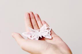 white butterfly in hand