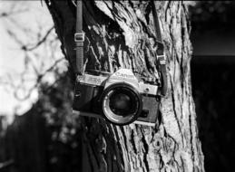 vintage Canon camera at tree trunk