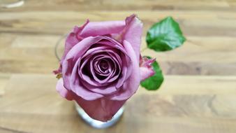 purple Flower of Rose in glass on table