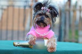 Yorkshire terrier Dog with Champagne
