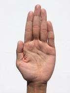 Palm Hand and Finger