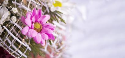Close-up of the beautiful and colorful flowers in the bouquet, at blurred background