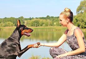 doberman dog giving handshake for a girl