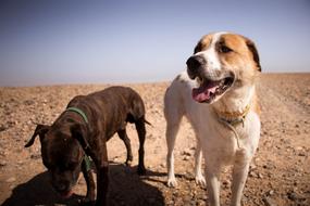 two Dogs standing on red ground at sunny day