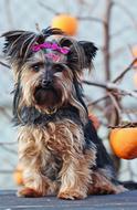 Yorkshire Terrier Dog Sitting