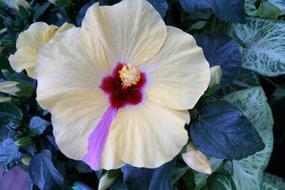 Hibiscus Flower Hawaii