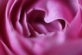 Flower Heart Love