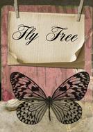 fly butterfly card gift design