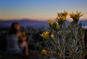 Flower Yellow Nature