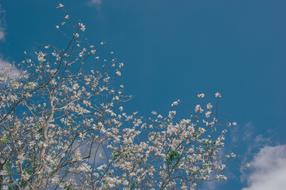 Sky Flowers Nature