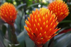 Red Orange Flower