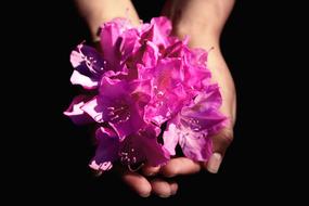 purple Flower in Hands