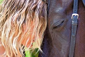Horse Hair Woman