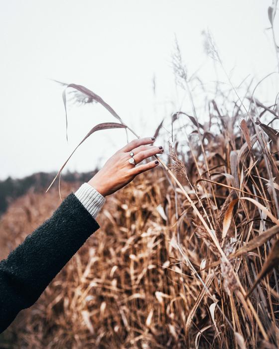 female hand and cereals on the field