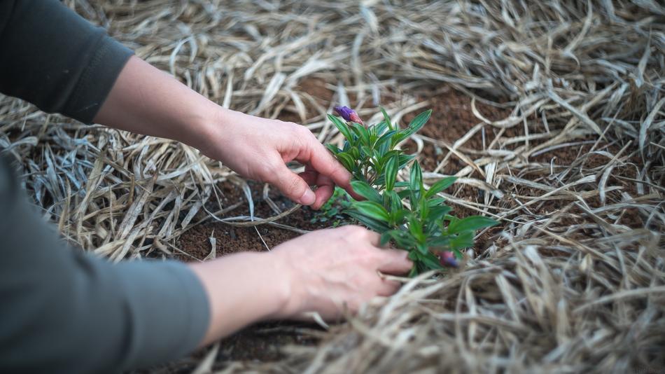 put the plant in the backyard