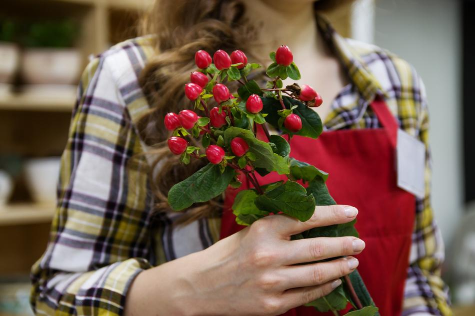 florist with ornamental plant in Shop