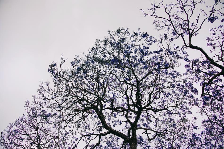 Flowers on trees at Nature