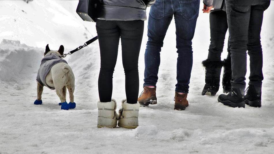 Dog Shoes On A Leash at winter