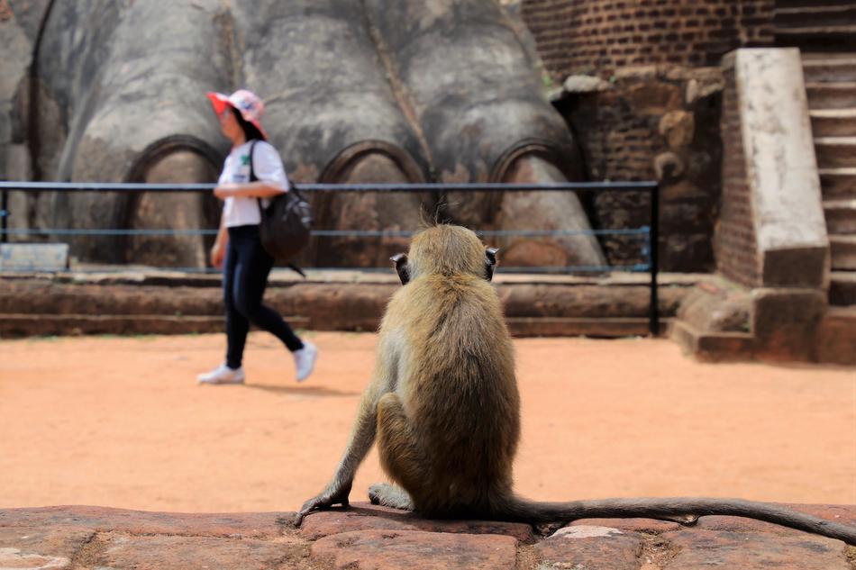 zoo tour in blurred background