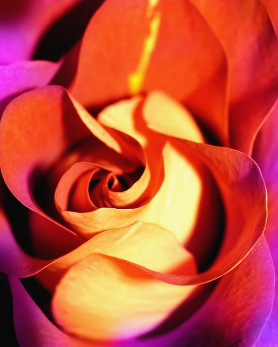 Rose Red Flower