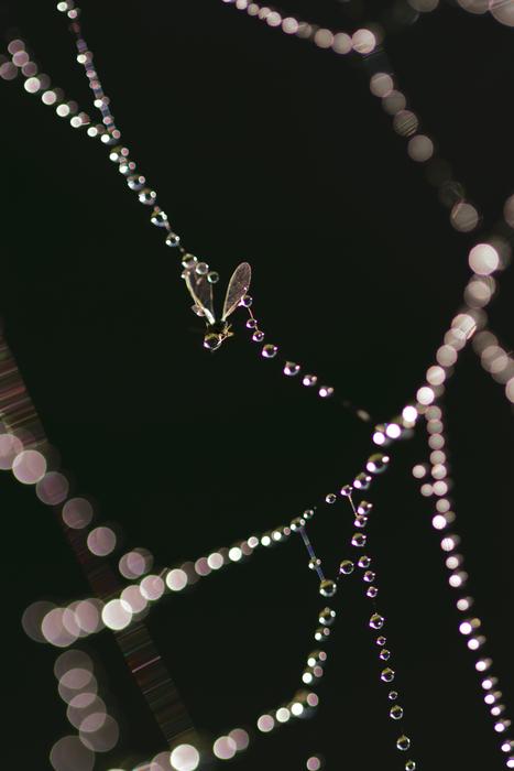 Necklace Jewelry Abstract