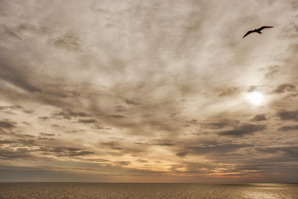 Seagull Mar C