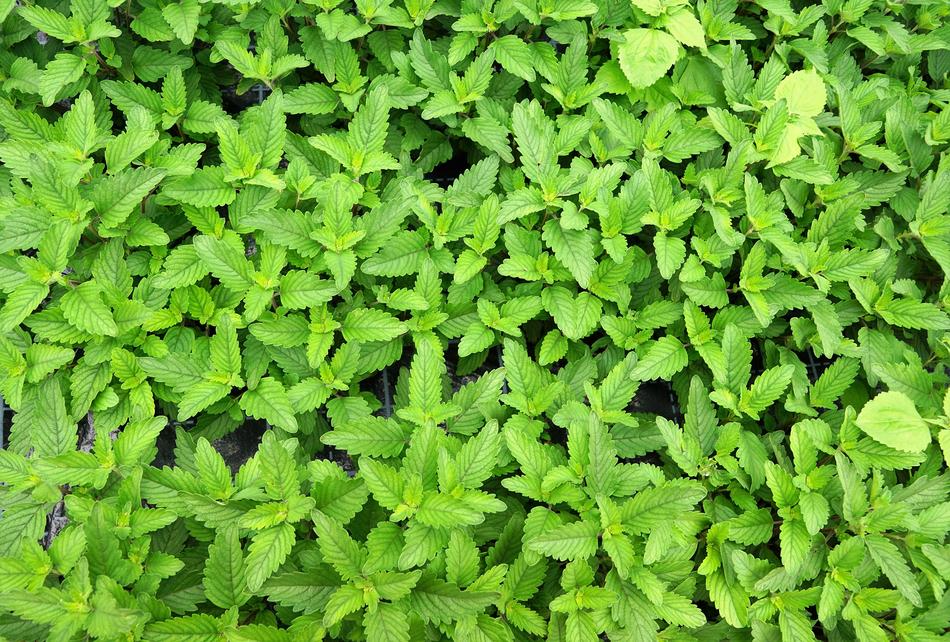 Caryopteris Pagoda Green Organic