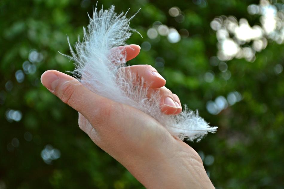 white bird feather in hand