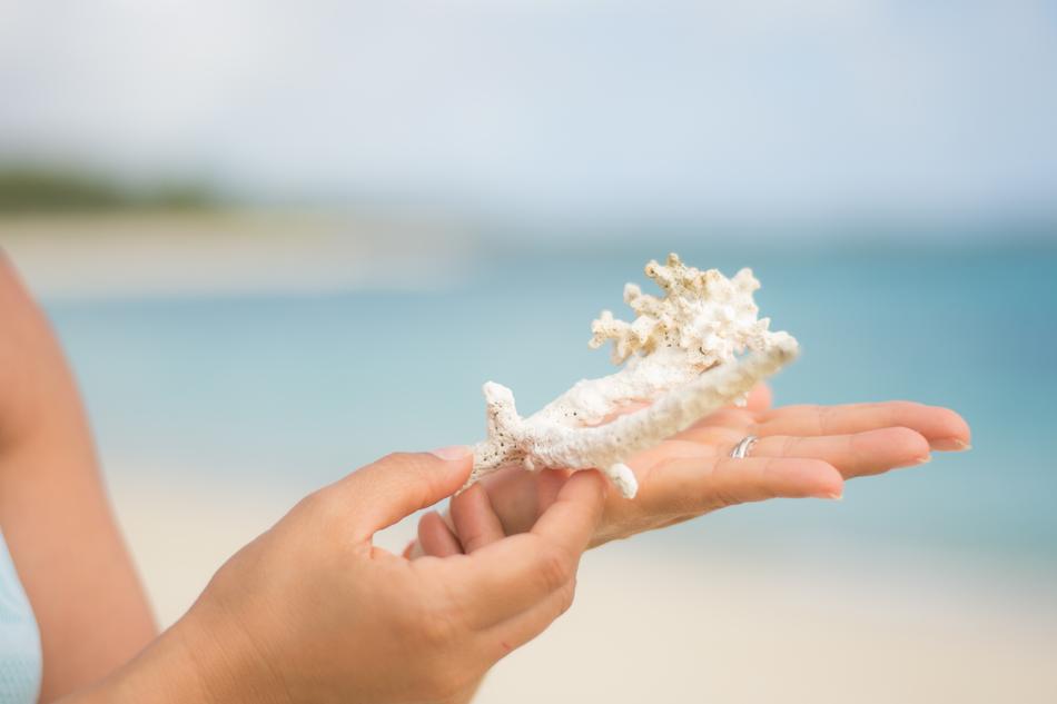 coral in female hands on the beach on a blurred background