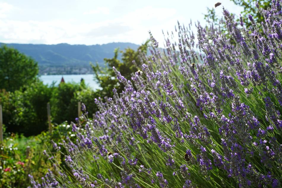 Nature Flower Plant