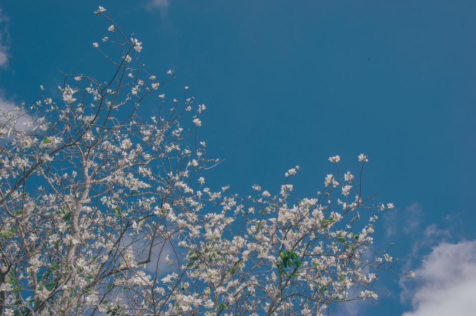 Sky Flowers Nature