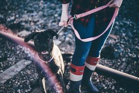 Black Dog Puppy