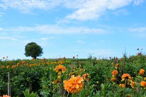 Meadow Field Garden horizon