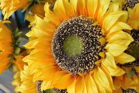 Flower Sunflower Plant