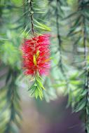 Flower Red Green