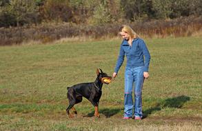 Doberman Blonde Woman Love