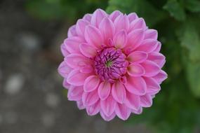 Close-up of the beautiful, pink and purple dallie flower, at blurred background with green leaves