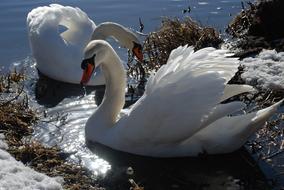 Swan Ice Winter