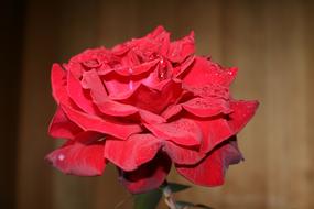 Rose Flower Garden