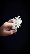 Nature Plant Wallpaper