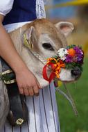 Cattle Show costume