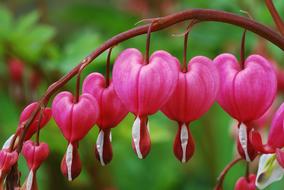 pink Plant WomanS Heart