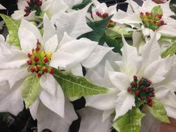 Poinsettia Flower White